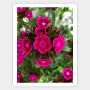 Blossoming garden carnation, magenta color print Sticker